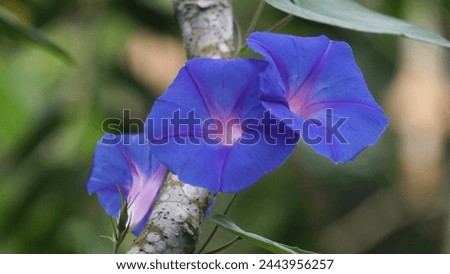 Ipomoea nil (Ipomoea morning glory, picotee morning glory, ivy morning glory, Japanese morning glory). The crown is blue, purple, or almost scarlet red. The throat is often colored white. Royalty-Free Stock Photo #2443956257