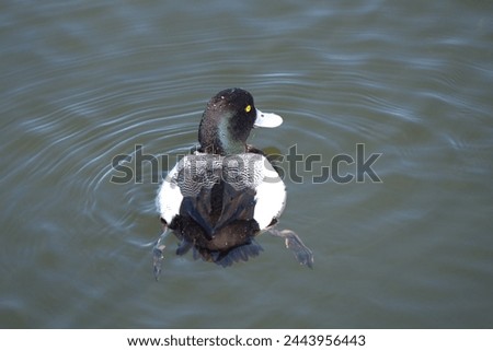 A colorful little Scaup duck