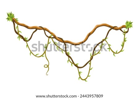 Twisted wild lianas branches banner. Jungle vine plants. Woody natural tropical rainforest, exotic botany. Woody natural branches Royalty-Free Stock Photo #2443957809