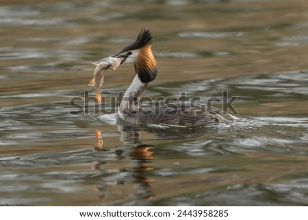 Great crested grebe - Podiceps cristatus - swimming on lake with a caught fish - perch in its beak . Photo from Milicz Ponds in Poland.