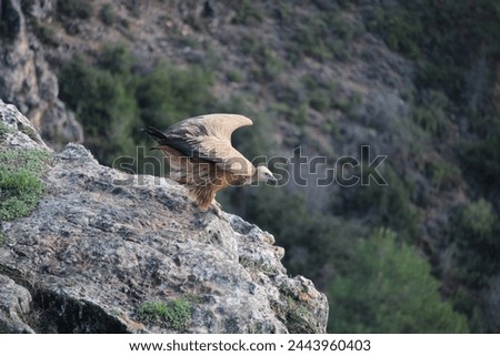 The vulture is a large bird, with a robust body and a wingspan that can reach up to 3 meters. In the image, its dark brown plumage can be clearly seen, with lighter breast and belly feathers.  Royalty-Free Stock Photo #2443960403