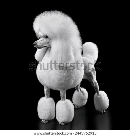 Studio shot of beautiful show class white standard poodle isolated on black background Royalty-Free Stock Photo #2443962915