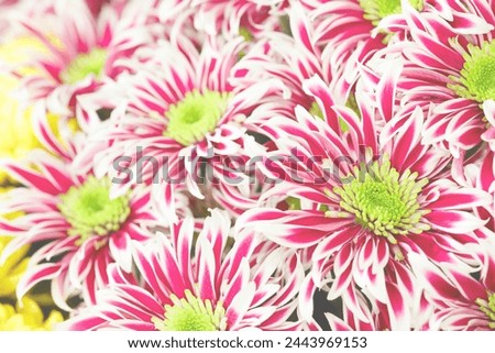 A bunch of red and white chrysanthemums flowers with green leaves. The flowers are arranged in a way that they look like they are in a bouquet
