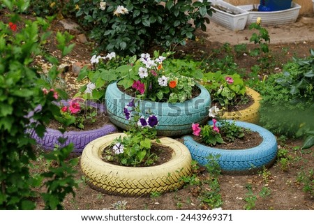 A colorful garden with a variety of flowers in different colored planters. The planters are made from old tires, giving the garden a unique and creative touch Royalty-Free Stock Photo #2443969371