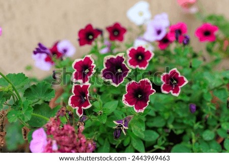 A bunch of red flowers with white petals. The flowers are in a pot and are arranged in a way that they look like they are in a garden