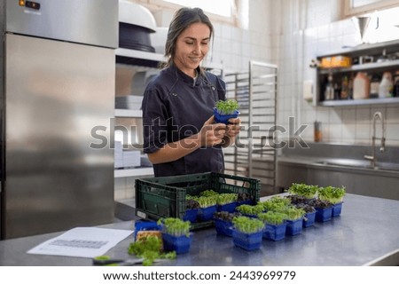 Restaurant employee holding microgreen for preparing vegan meal Royalty-Free Stock Photo #2443969979