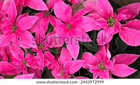Group of potted pink poinsettias , euphorbia in nursery greenhouse