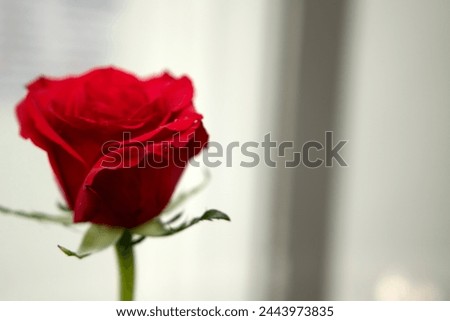 Single red rose with green stems and leaves with delicate petals on a blurry background and copyspace