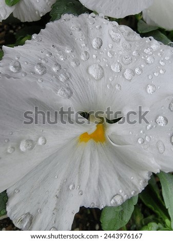 Johnny jump-up with water drops on petals Royalty-Free Stock Photo #2443976167