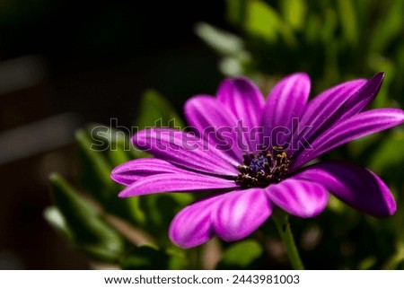 Closeup shot of a purple flower growing through the grass
