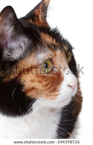 bobtail cat 