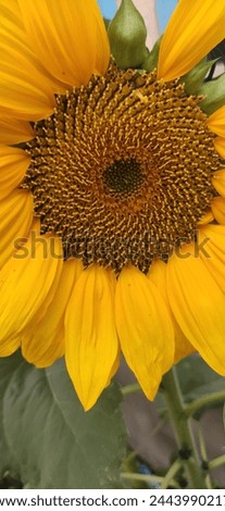a beautiful sunflower with seed and yellow leaf