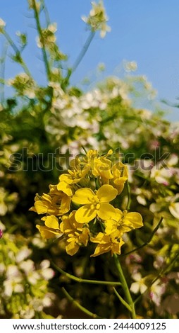 Mustard Plant.
Mustard seed is used as a spice. Grinding and mixing the seeds with water, vinegar, or other liquids creates the yellow condiment known as prepared mustard
 Royalty-Free Stock Photo #2444009125