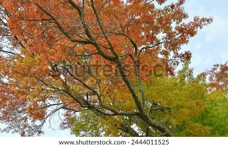 Beautiful autumn color in the forest.