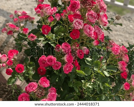 Beautiful Roses picture captures somewhere in Hunza Valley