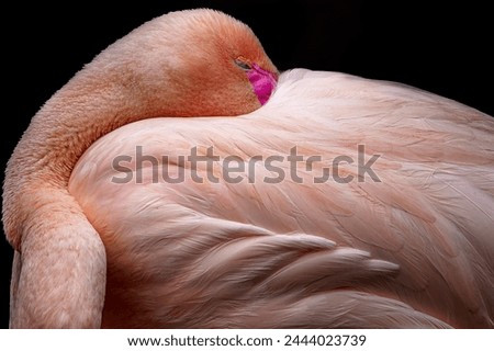 Portrait of a flamingo with the beak inside the feathers