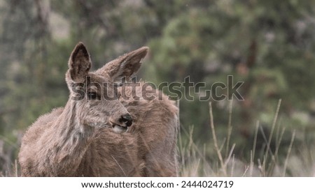 portrait photo of a wild deer, Okanagan, Kelowna bc, Kelowna British Columbia, Kelowna, wild deer, white tail deer, wildlife photography, wildlife of North America 