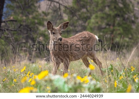 portrait photo of a wild deer, Okanagan, Kelowna bc, Kelowna British Columbia, Kelowna, wild deer, white tail deer, wildlife photography, wildlife of North America 