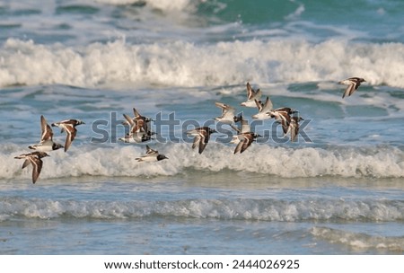 Flock of shore birds flying over the ocean waves. Royalty-Free Stock Photo #2444026925