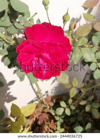 a single red rose picture 