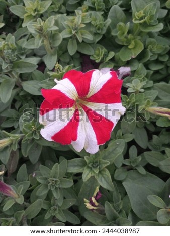 A very beautiful red and white flower with green leafs. it is very cool and proof that spring is here. Royalty-Free Stock Photo #2444038987