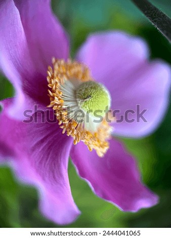 purple flowers with yellow anthers and green stigmas