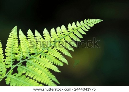 Close up of green leaf with shallow depth of field in dark background