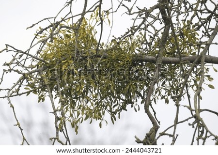 A vibrant green mistletoe cluster brings life to the otherwise bare branches of a tree. The overcast sky casts a soft light, highlighting the plant's resilience in the dormant season. Verdant