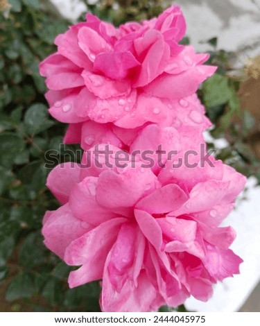 Beautiful Rosa centifolia, dew on flower, nature beauty 
