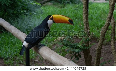 A beautiful Big Toucan Ramphastos toco sits on a perch in a tropical park. An exotic bird with black and white plumage, a huge orange beak, and blue eyes. Side view. Brazil. Bird Park. Foz do Iguazu