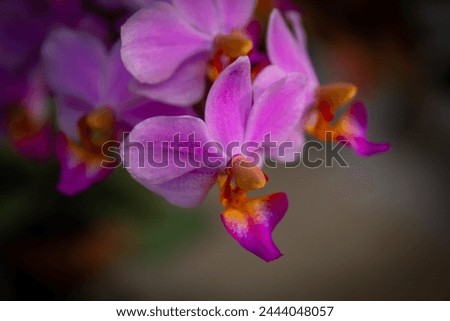 Close-up selected focus of beautiful purple moon orchid or purple orchid or Phalaenopsis amabilis or Phalaenopsis orchid with blurred background in the outdoor garden