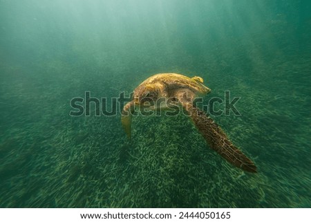 Animal wide life a green turtle (chelonia mydas) resting on bleached corals on Koh Tao, Thailand is animal underwater wide life concept.