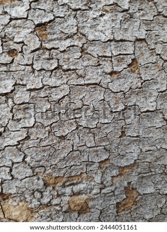 Bark pattern is seamless texture from tree. For background wood work, hardwood, thick bark hardwood, residential house wood. nature, trunk, tree, bark, hardwood, trunk, tree, trunk, Tree Skin Royalty-Free Stock Photo #2444051161