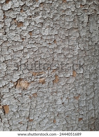 Bark pattern is seamless texture from tree. For background wood work, hardwood, thick bark hardwood, residential house wood. nature, trunk, tree, bark, hardwood, trunk, tree, trunk, Tree Skin, Wood Royalty-Free Stock Photo #2444051689
