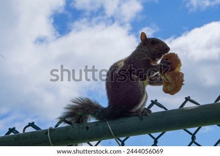 Tiny squirrel with stolen bun. City wildlife. Funny squirrel picture. 