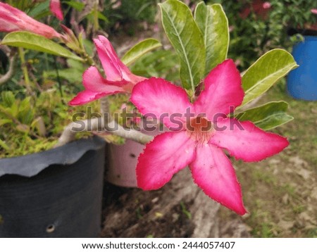 Close-up of beautiful Adenium flowers,outdoor photography.