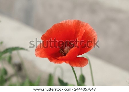 This is a beauty nature flower rose and poppy flower Royalty-Free Stock Photo #2444057849