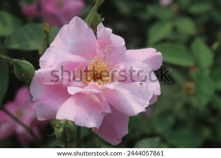 This is a beauty nature flower rose and poppy flower Royalty-Free Stock Photo #2444057861
