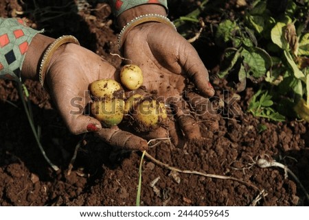 picture of a women holding a bunch of small potatoes in the farm in rural India 