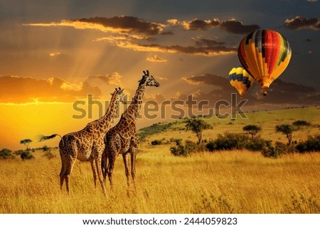Two giraffes are standing tall on top of a dry grass field with air ballon, their long necks reaching high as they survey the landscape
