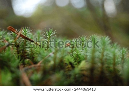 Beautiful autumn tree twigs, Pflanzenteppich, Close-Up of Coniferous Tree Branch Fir Needles and Evergreen Beauty. Symbolizing Herbal Ethnoscience Medicine and Essential Oil Royalty-Free Stock Photo #2444063413