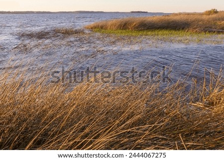 A scenic view of the Cape Fear River at Carolina Beach State Park, in North Carolina.  Royalty-Free Stock Photo #2444067275
