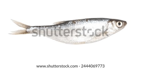 Roach fish isolated white background. Close-up.