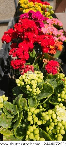 Background of multicolored Kalanchoe Blossfeldiana flowers. Closeup of Kalanchoe plants with orange, yellow, red, pink, white  flowers potted