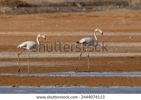 Flamingos of Masirah Island in Sultanate of Oman 