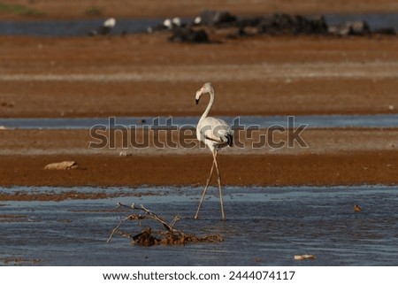 Flamingos of Masirah Island in Sultanate of Oman 