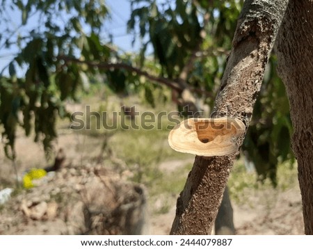 Mushrooms on a branch in a tropical forest