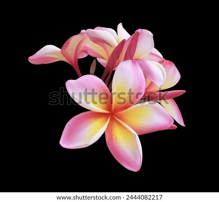 Plumeria or Frangipani or Temple tree flower. Close up single pink-yellow plumeria flowers bouquet isolated on black background.