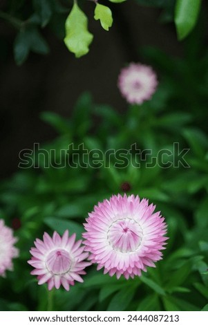 beautiful pink straw flowers on a green background