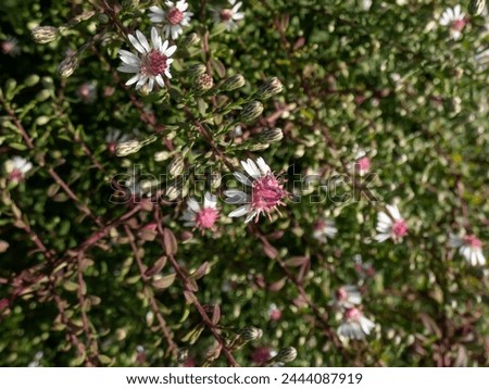 Close-up shot of the Horizontal Calico aster (Aster lateriflorus Britton var. horizontalis) flowering with white flowers that feature purplish-red center disk in the garden Royalty-Free Stock Photo #2444087919